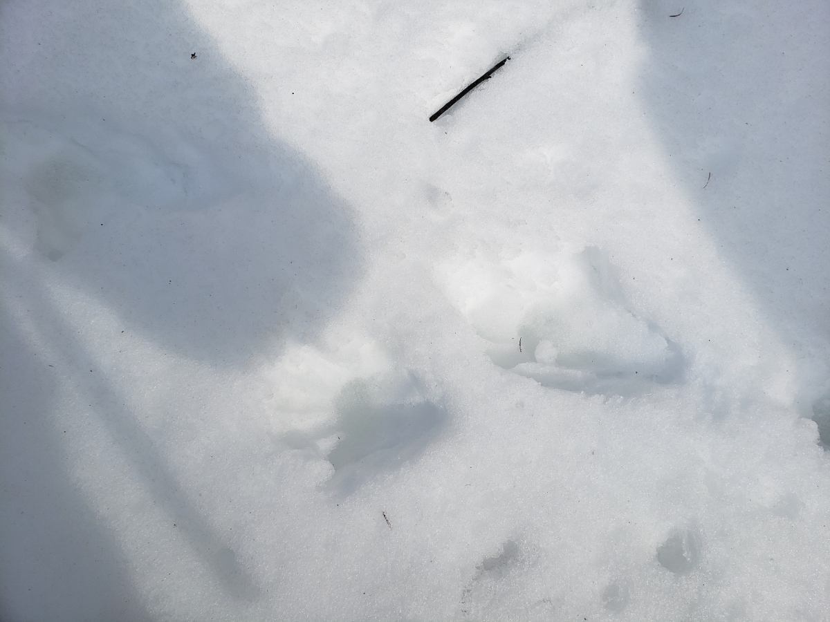 雪上で見つけた足跡