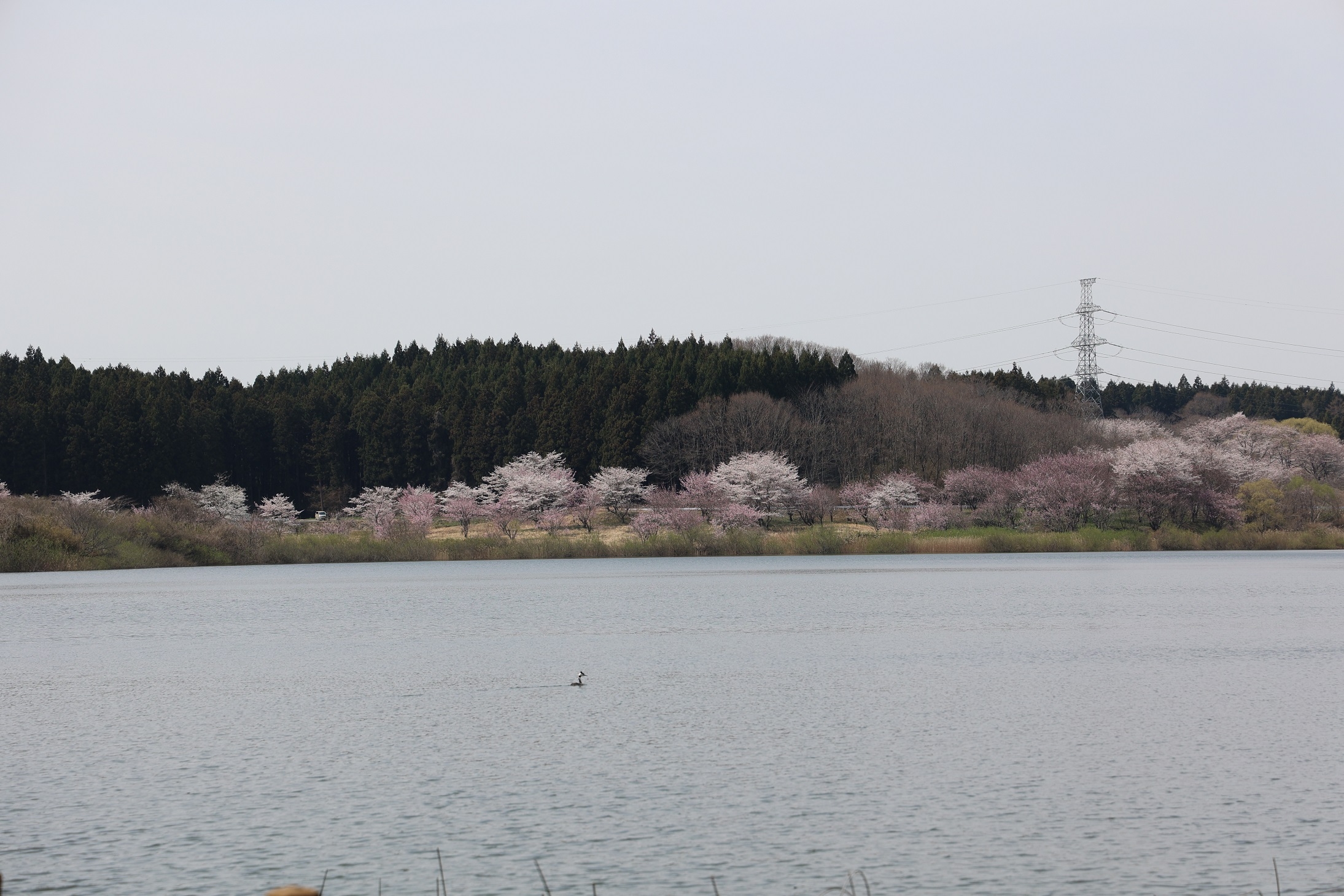 化女沼鳥獣保護区の桜は満開