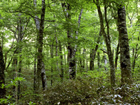 チシマザサなどの林床植生が豊かな林内