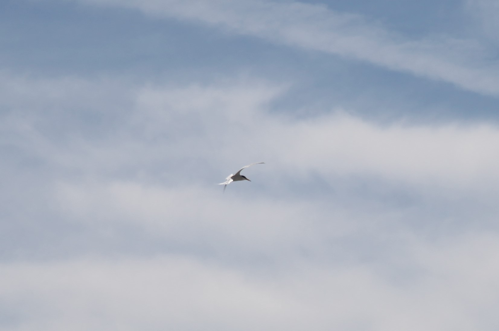蒲生干潟上空を飛ぶコアジサシ