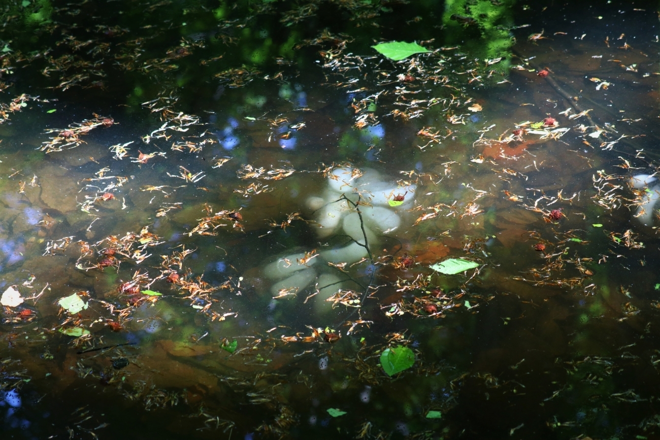 池の中にある白いアケビ状の
