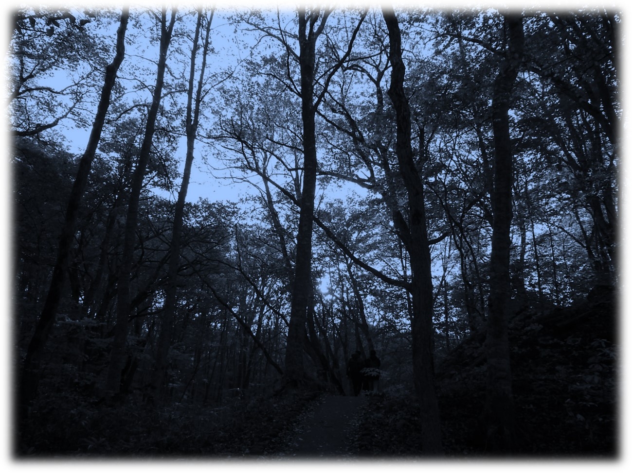 夜明け前の森