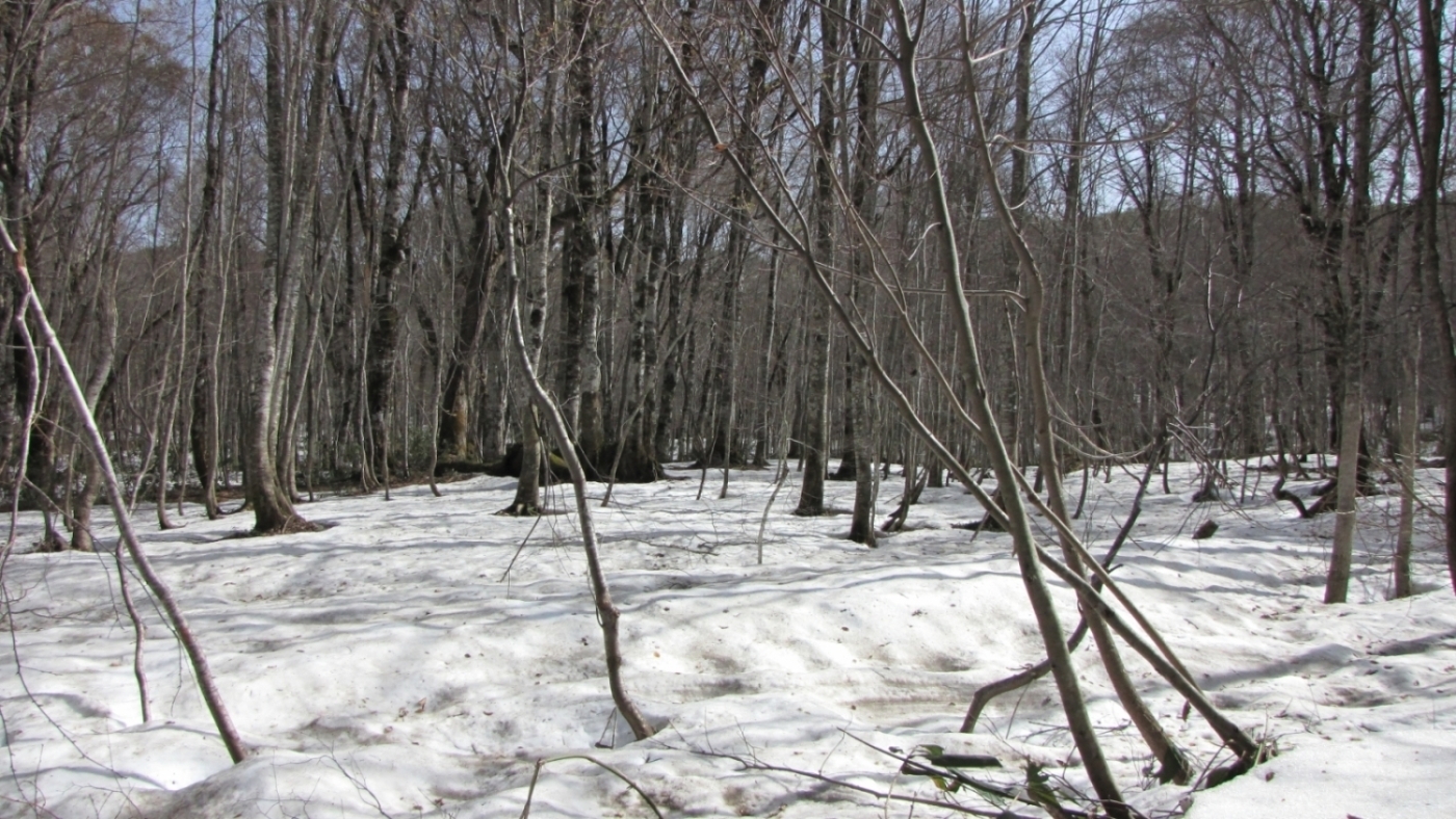 雪の残るブナ林