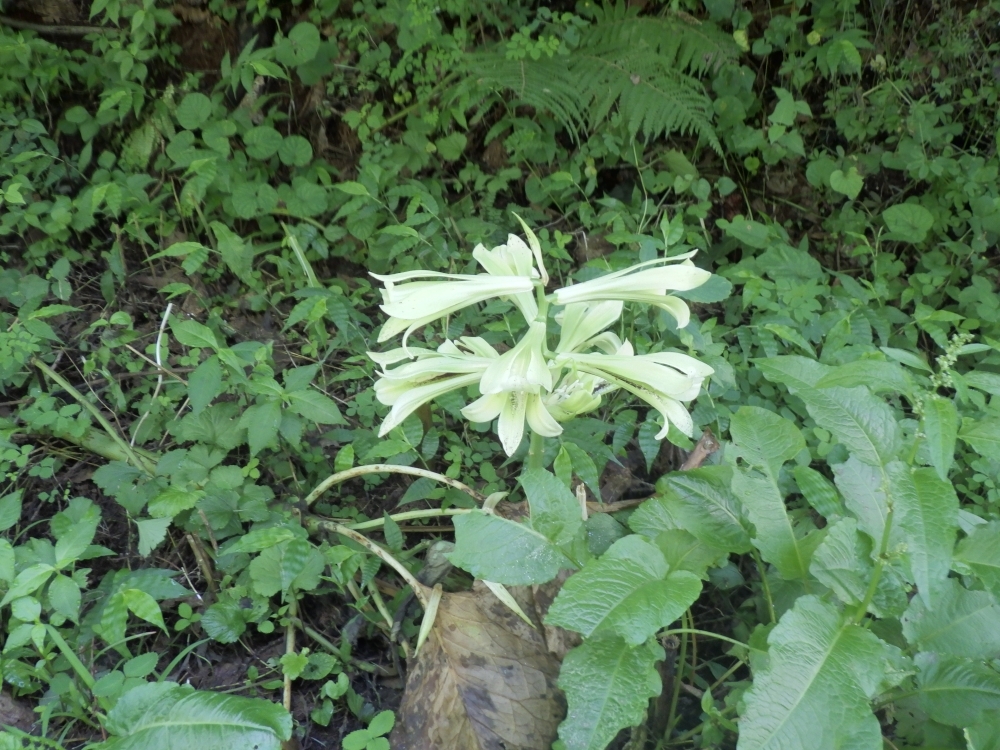 背丈が低いオオウバユリ