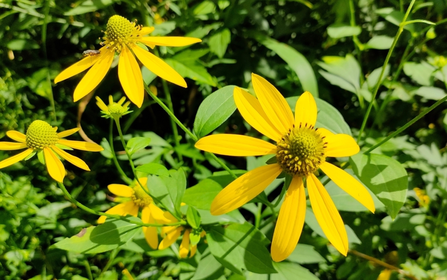 オオハンゴンソウの花