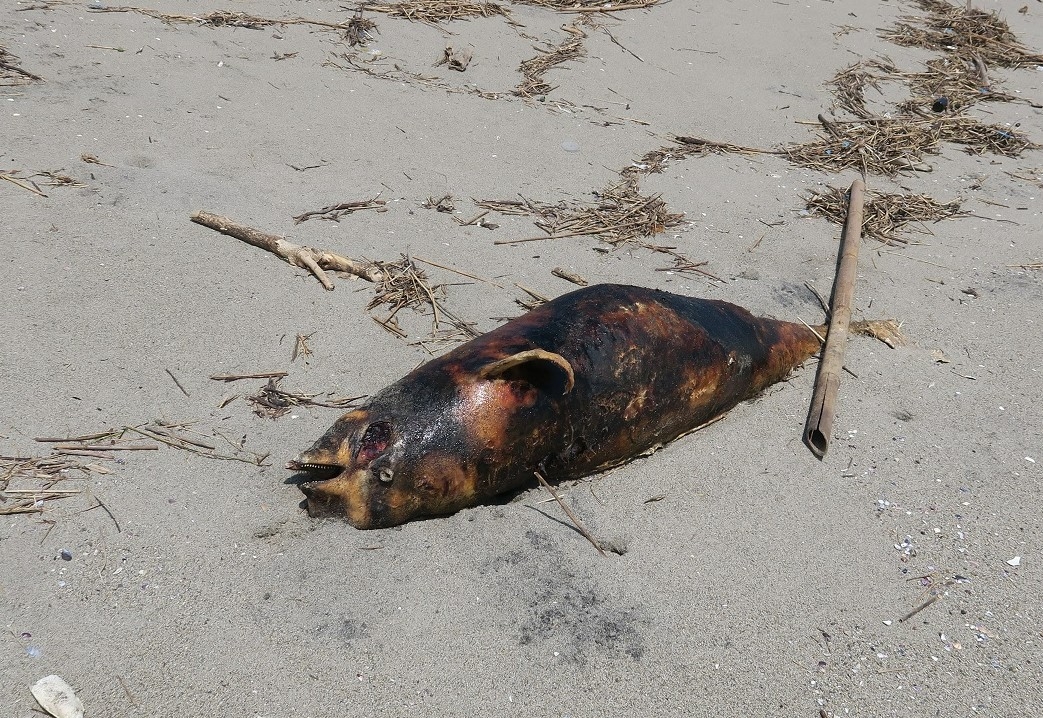 浜に打ち上げられたスナメリの死骸