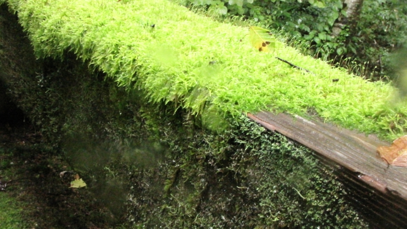 欄干に付着した蘚苔類と地衣類