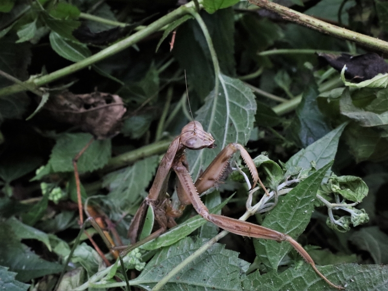 オオカマキリ