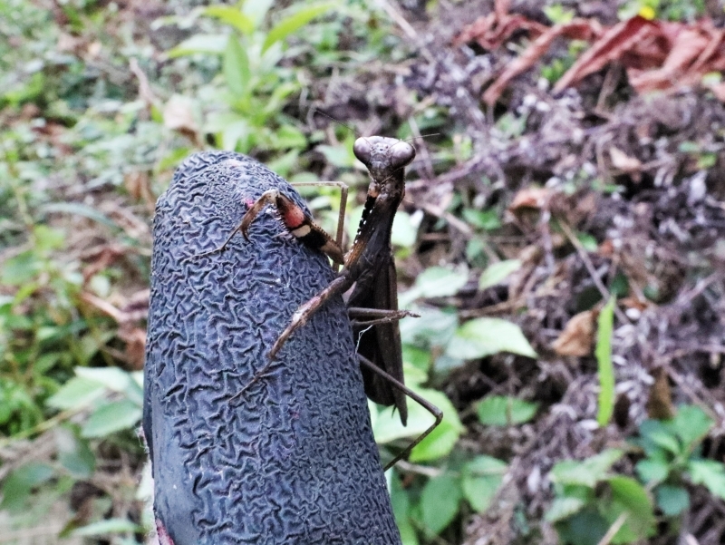 コカマキリ