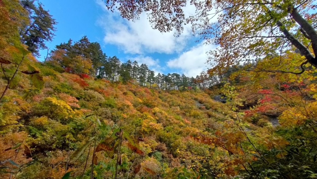 渓谷の紅葉