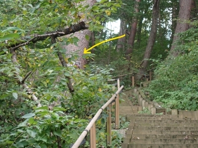 枝葉で見えない注意看板