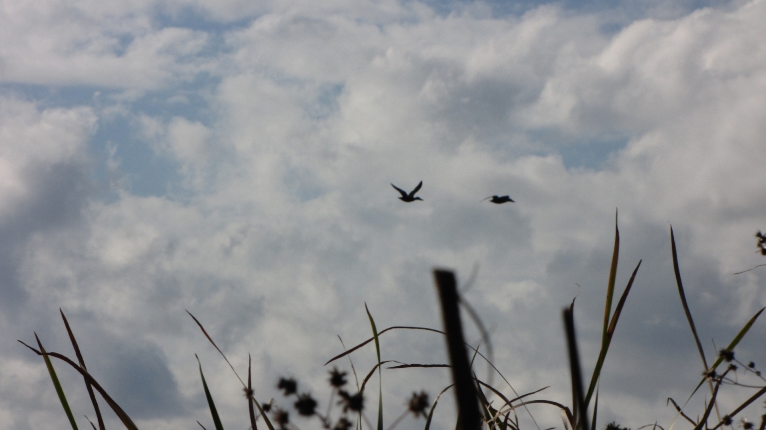 上空通過の鳥2羽