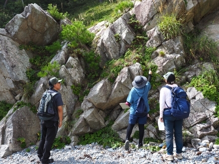 海岸の崖で植物を調べるボランティア