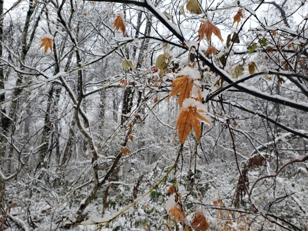 研修を行った11月23日は雪が降りました