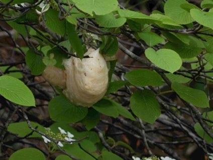 モリアオガエルの卵