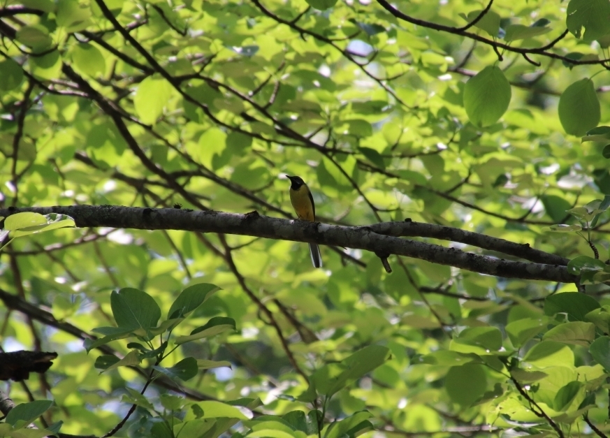遠目からのキセキレイ