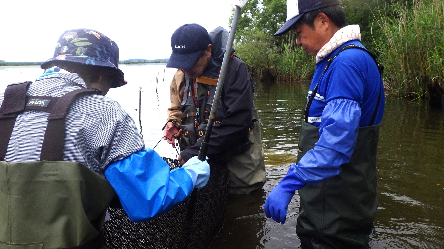 人工産卵床の確認