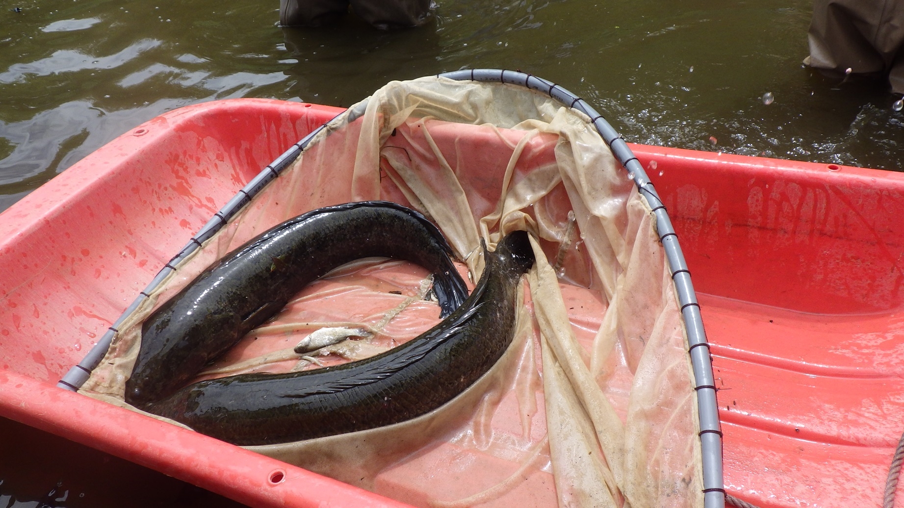 定置網にかかっていたのはカムルチー2匹