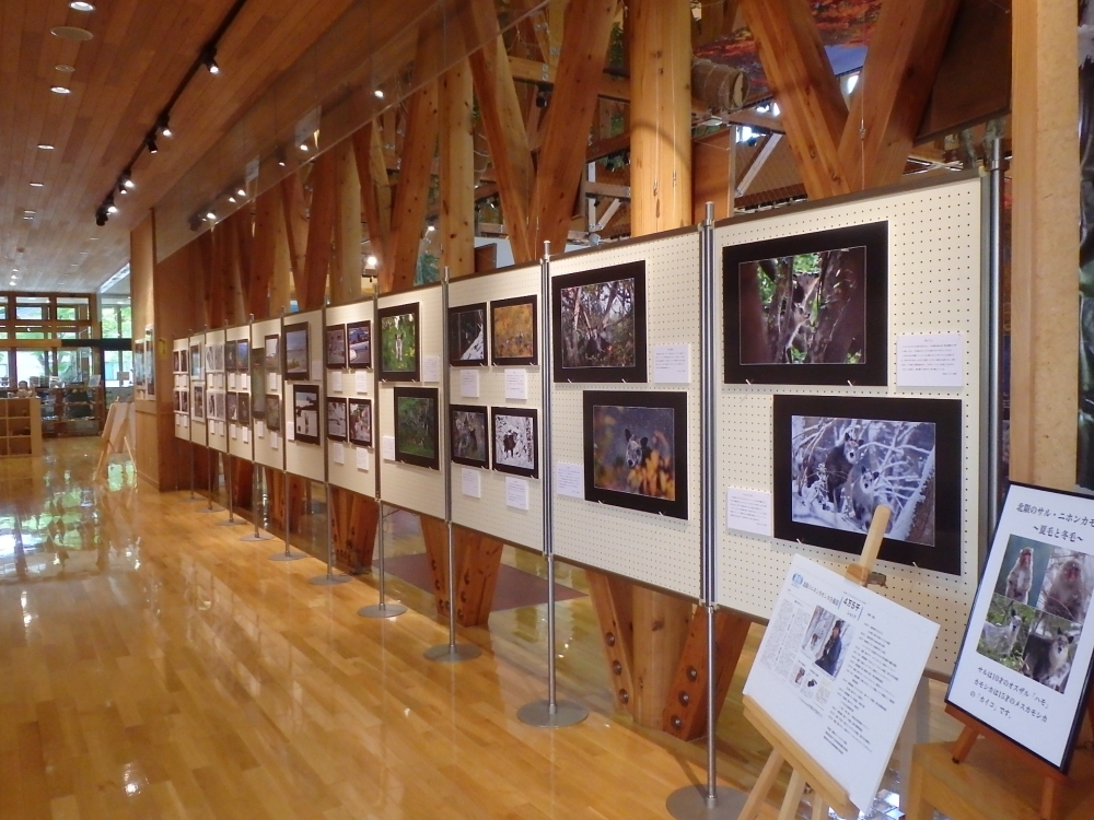 景色とカモシカ