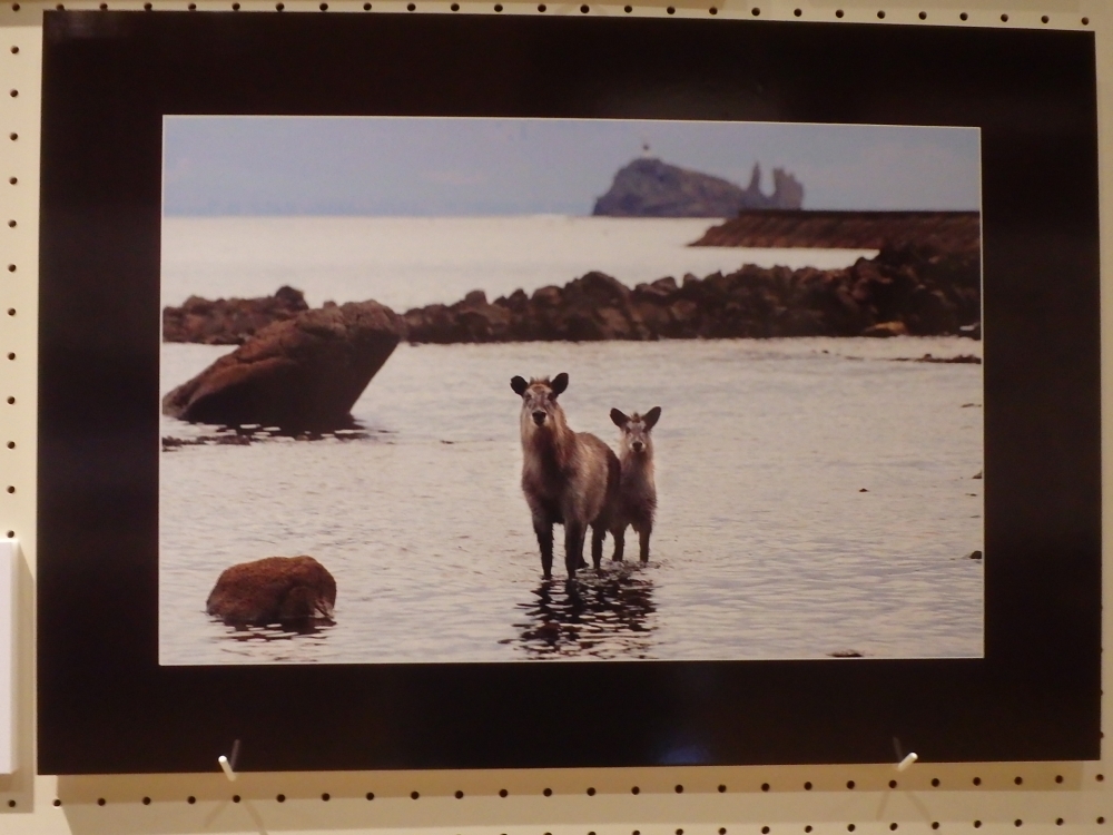 たたずむカモシカ