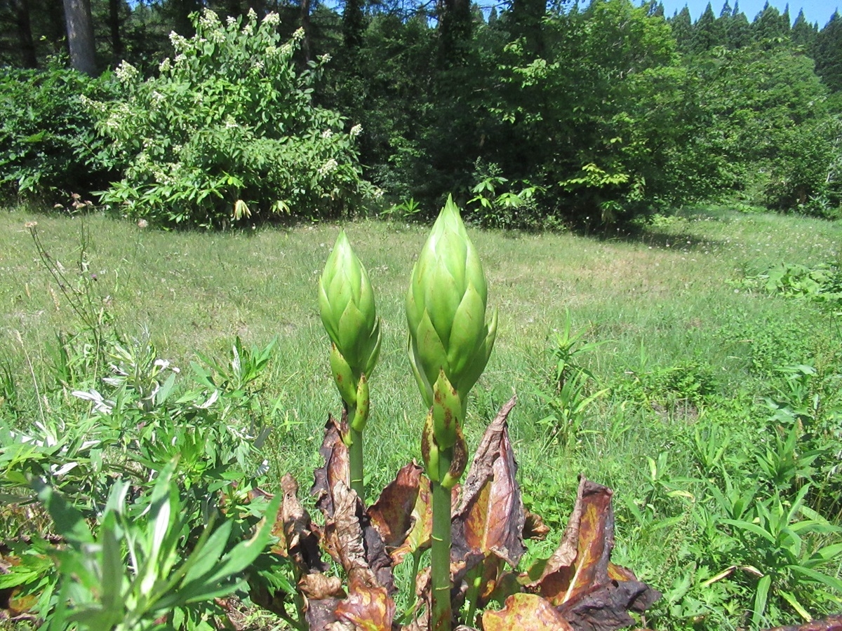 月山ビジターセンター
