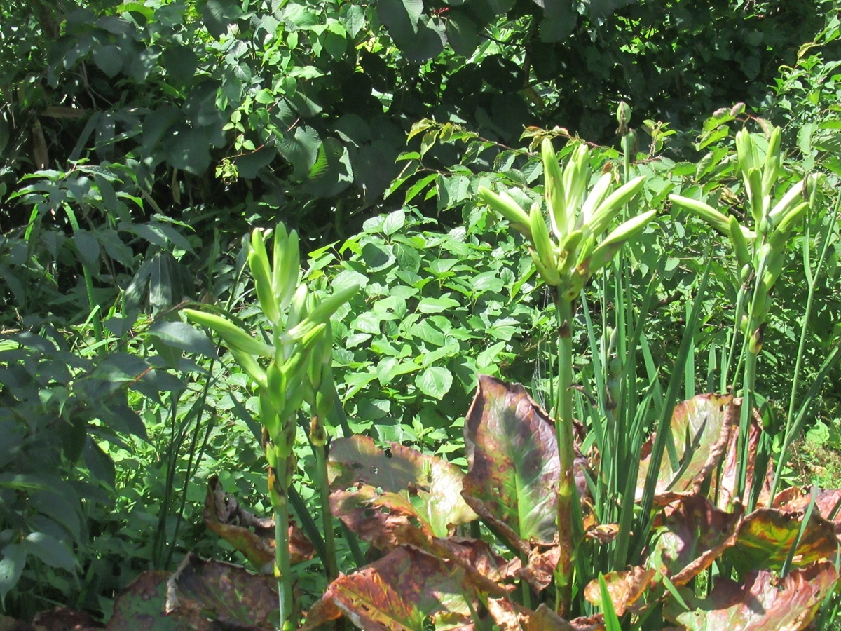 月山ビジターセンター