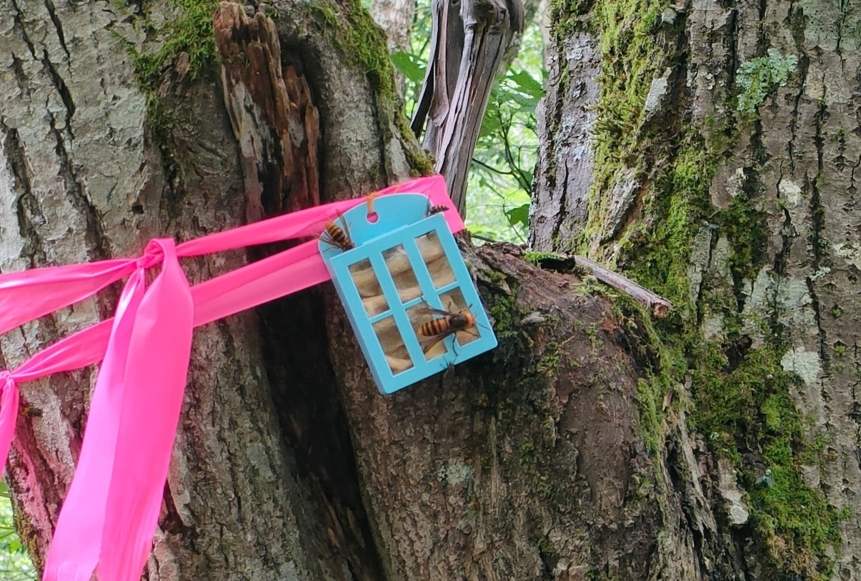 ベートトラップ