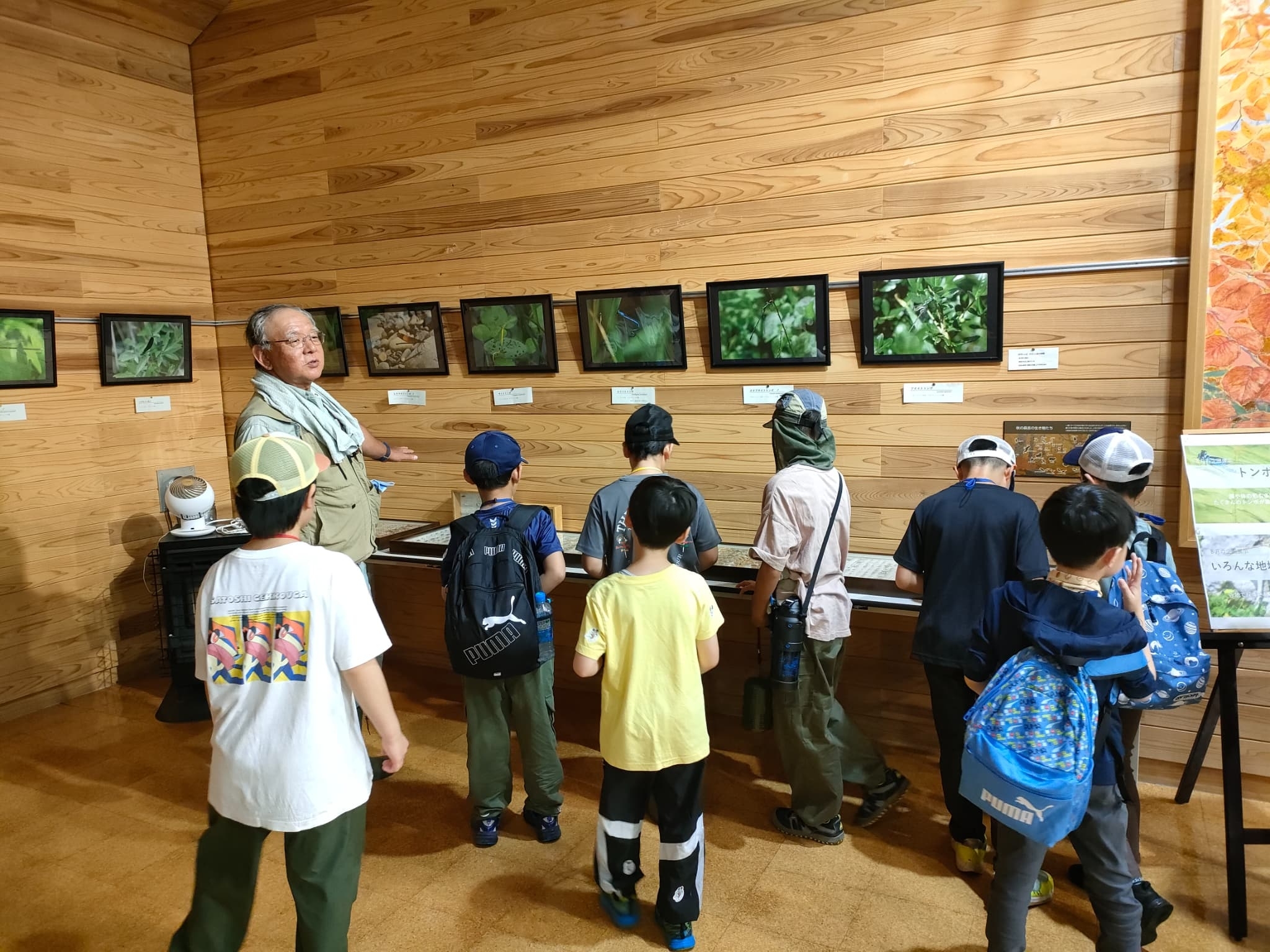 昆虫標本の観察