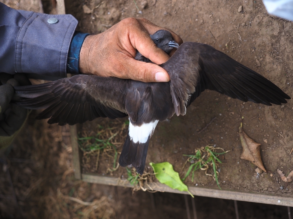 クロコシジロウミツバメの成鳥