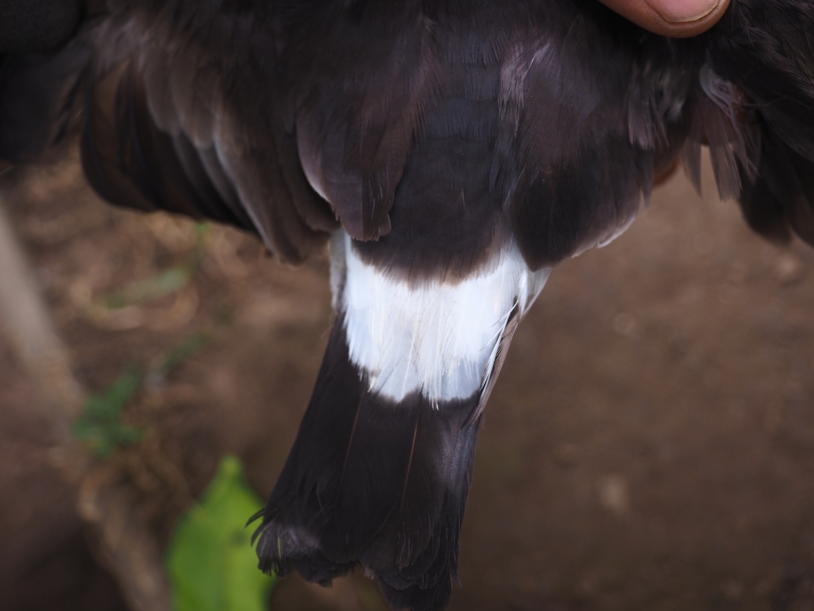 クロコシジロウミツバメの腰の白い羽