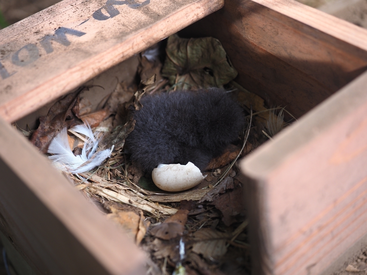 巣箱の中にいるコシジロウミツバメの雛