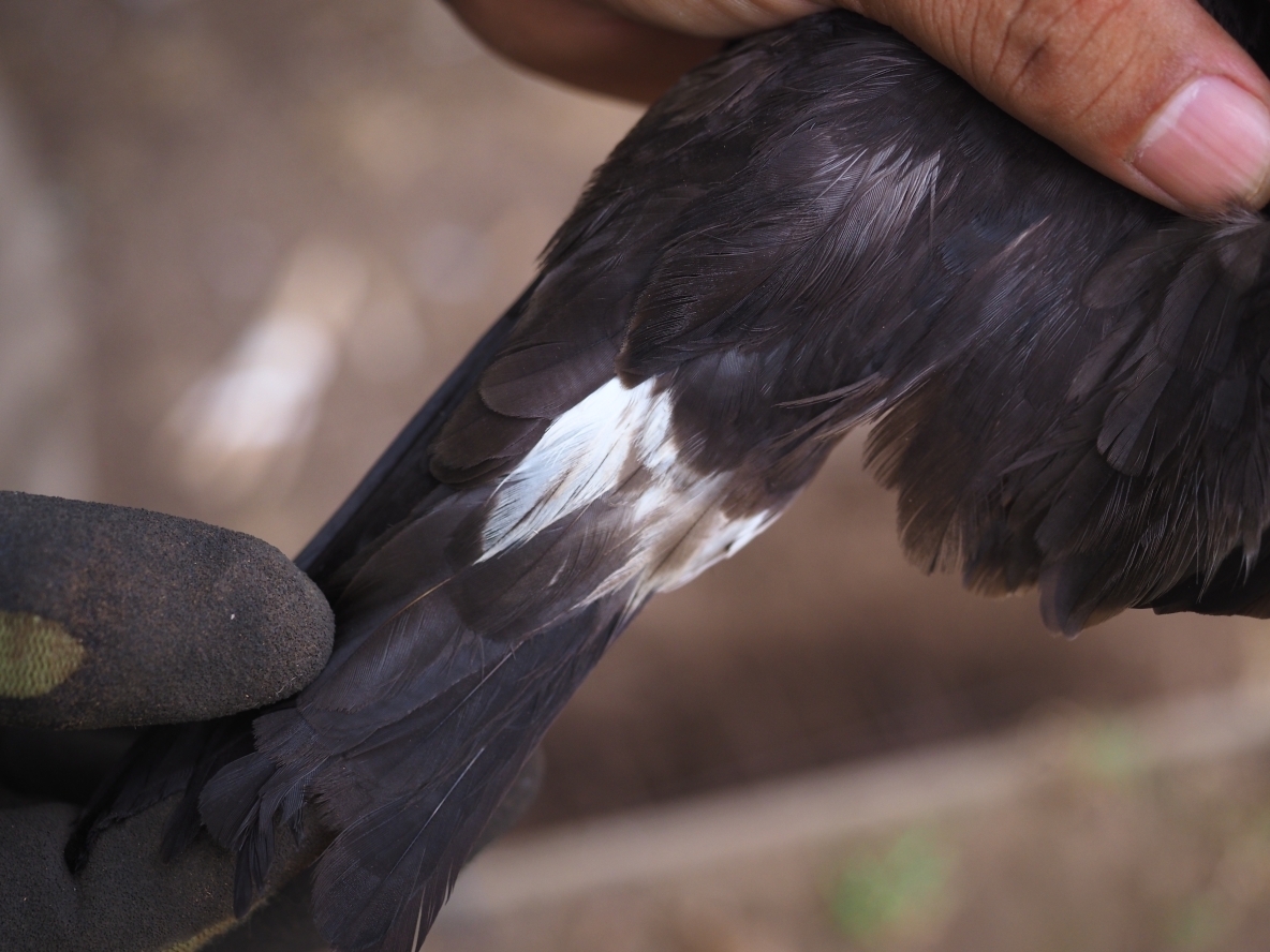 コシジロウミツバメの腰の白い羽の部分