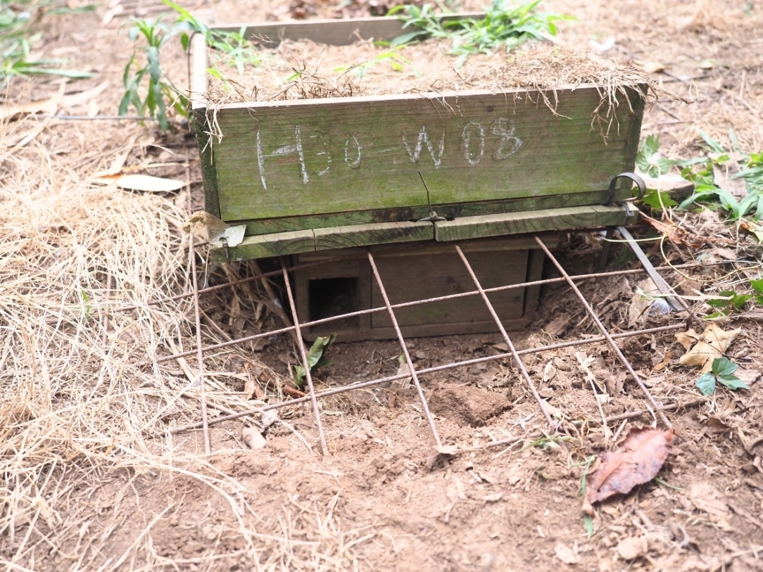 金網とウミツバメの巣箱