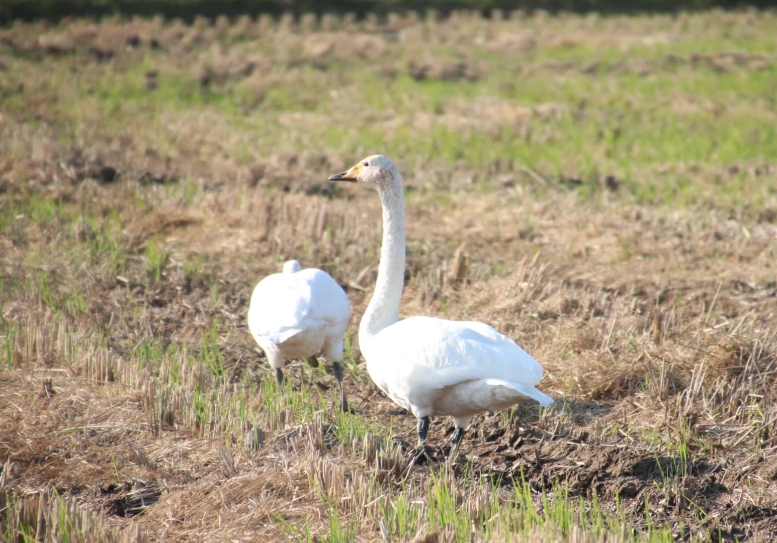 オオハクチョウ