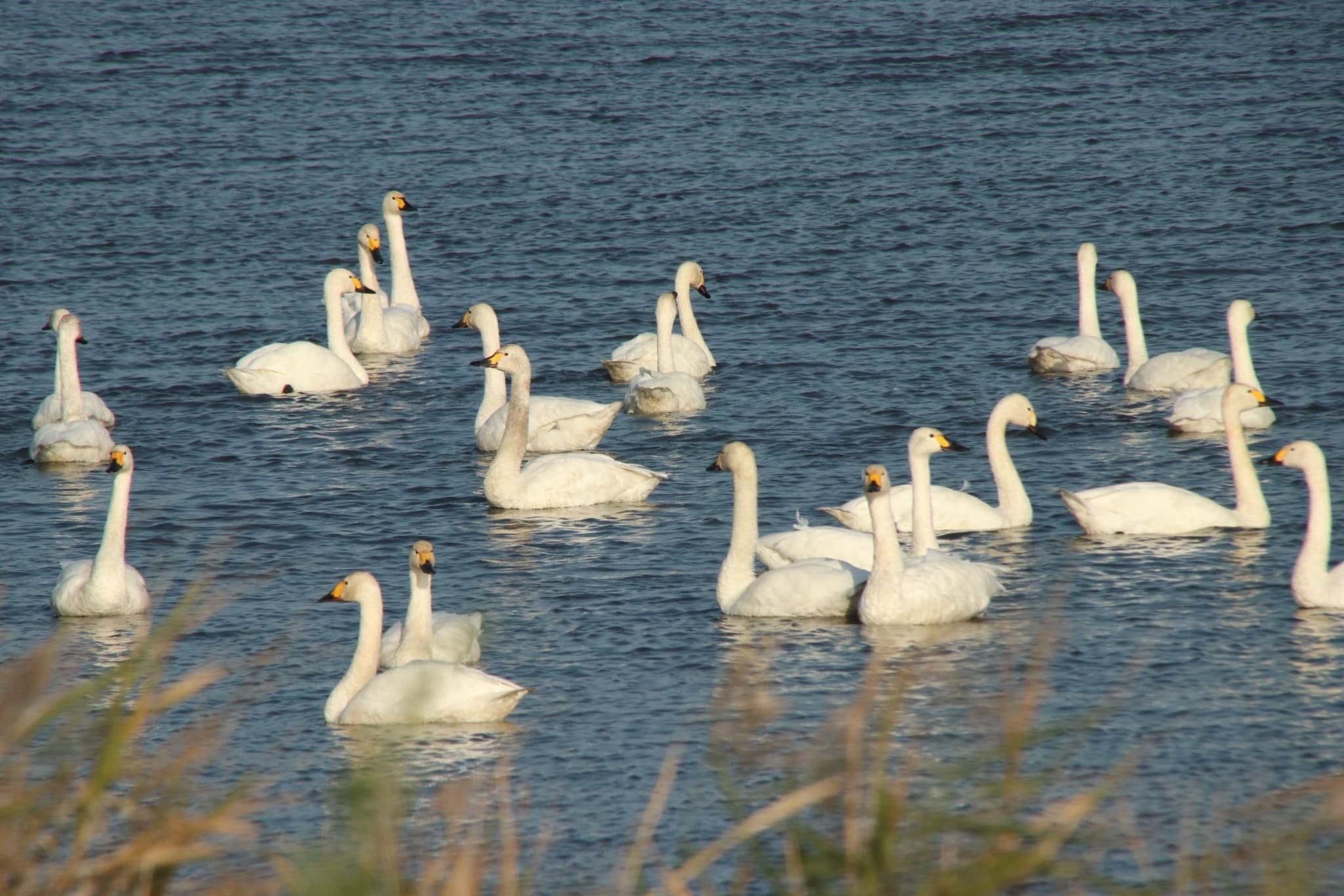 コハクチョウの群れ