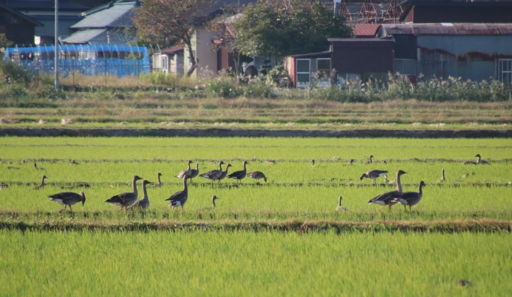 マガンとヒシクイ