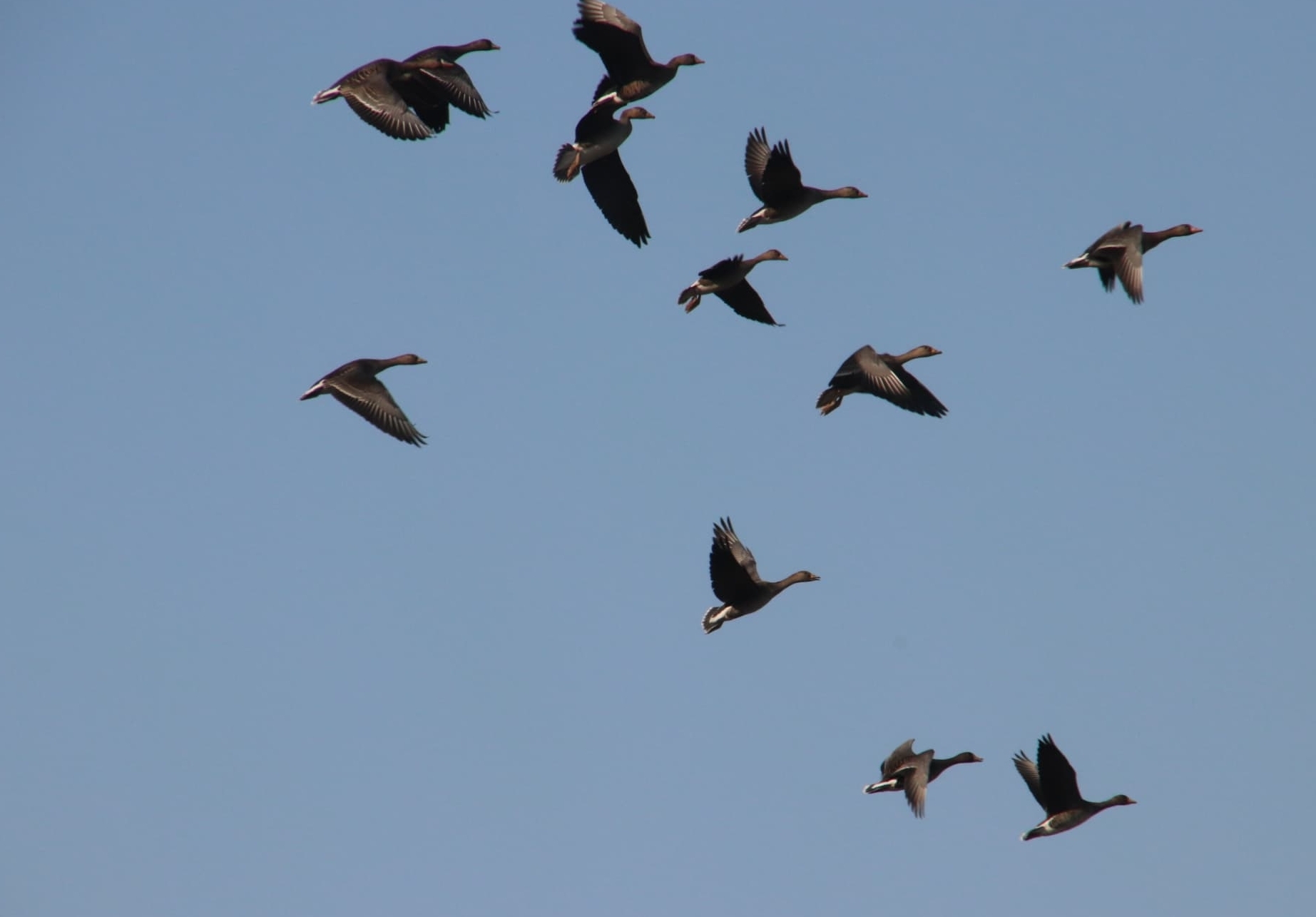 ガン類のねぐら帰り