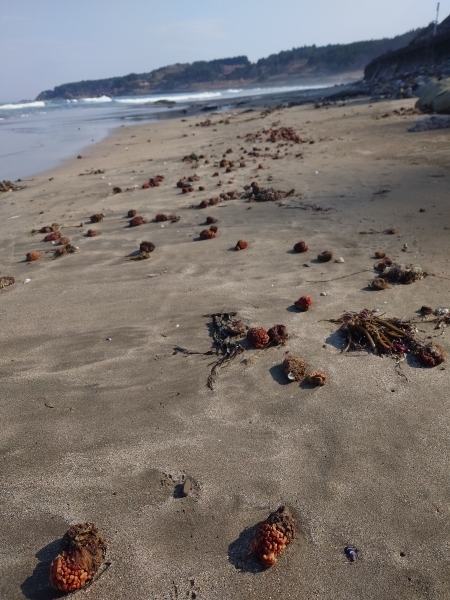 ＃MCT＠洋野町区間の有家浜＃MCT＠洋野町区間の有家浜