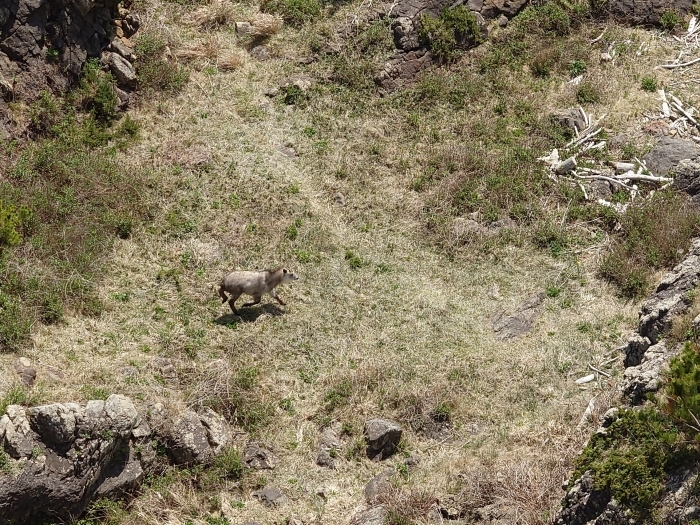 ＃カモシカさんが