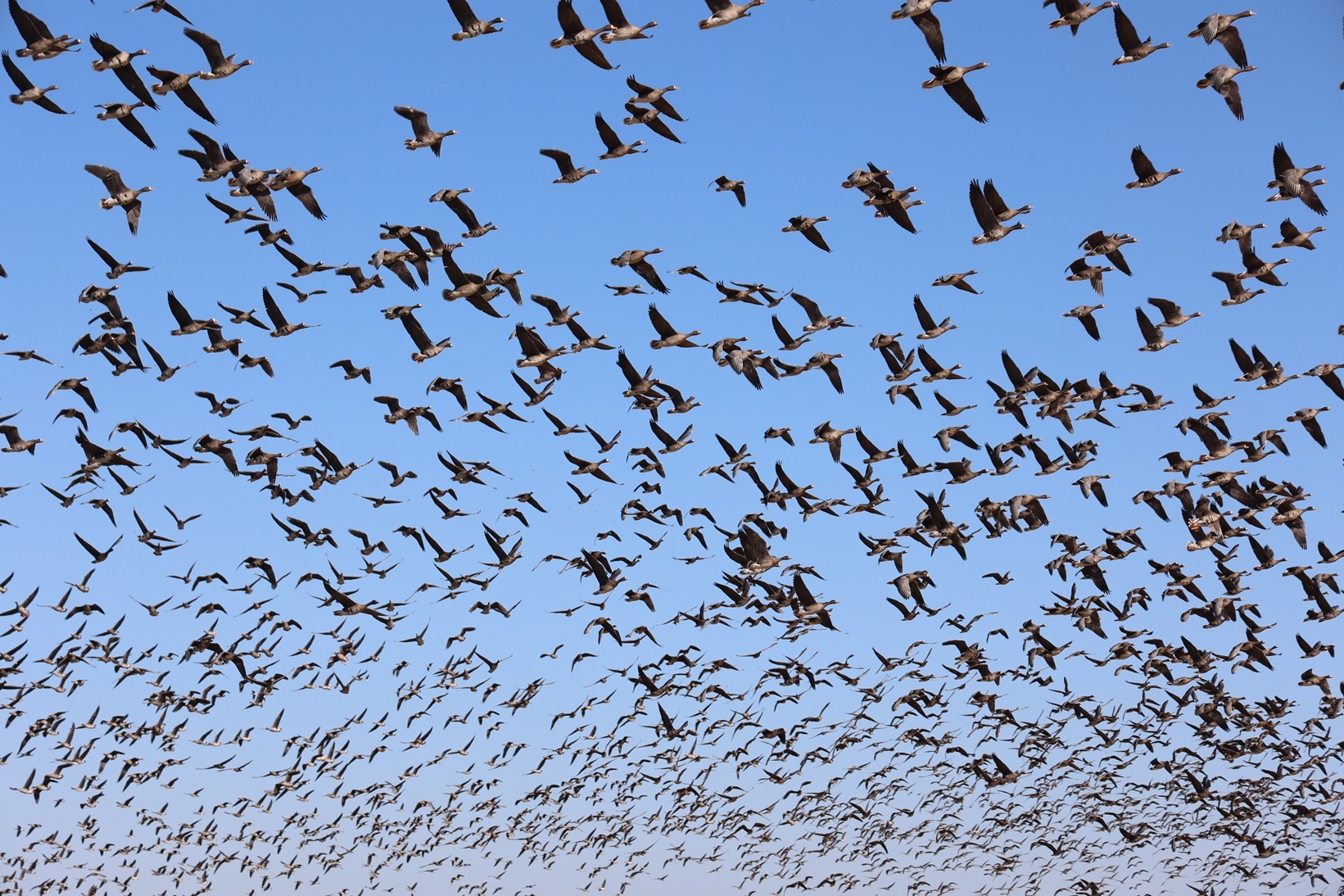 画面いっぱいのマガンの群れ