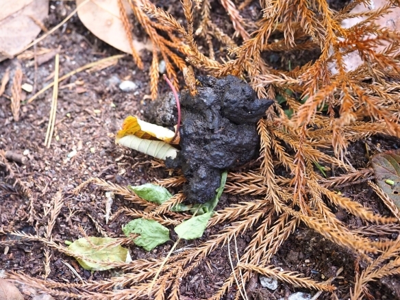 地面に落ちている動物の糞