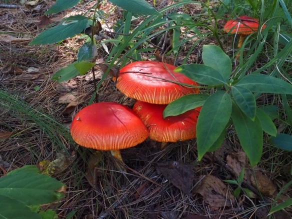 地面から生える赤い傘の鮮やかなキノコ