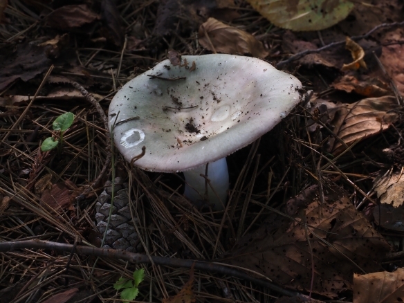 緑と紫のような複雑な色彩の傘のキノコ