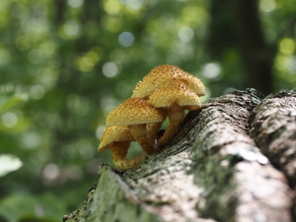 傘と柄がささくれている黄色のきのこ