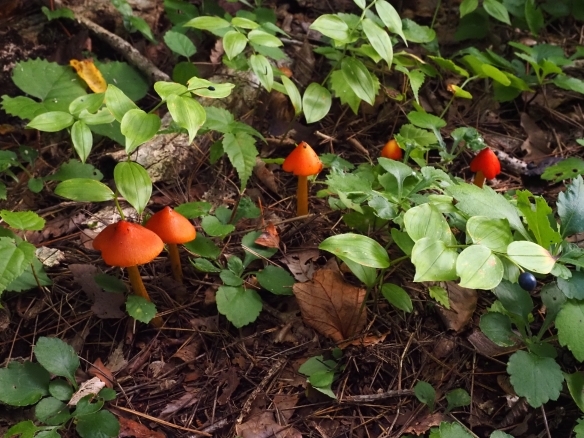 赤い傘と黄色い柄が可愛らしいきのこ