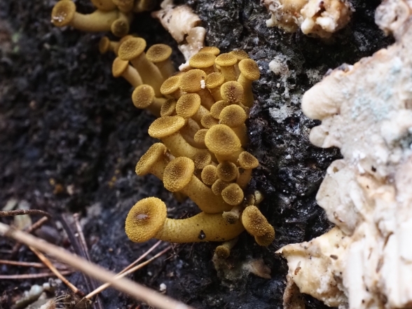 枯れ木から生える黄色いきのこ