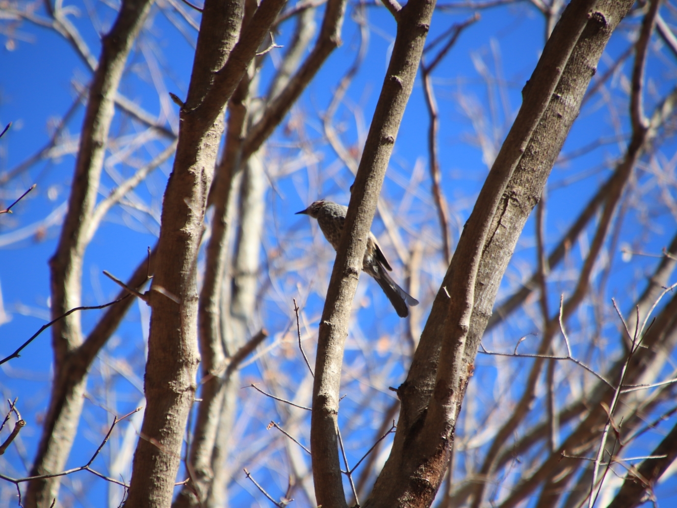 木の枝に止まるヒヨドリ