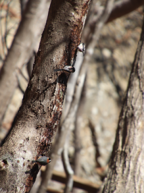 幹に止まる２羽のエナガと１羽のヤマガラ