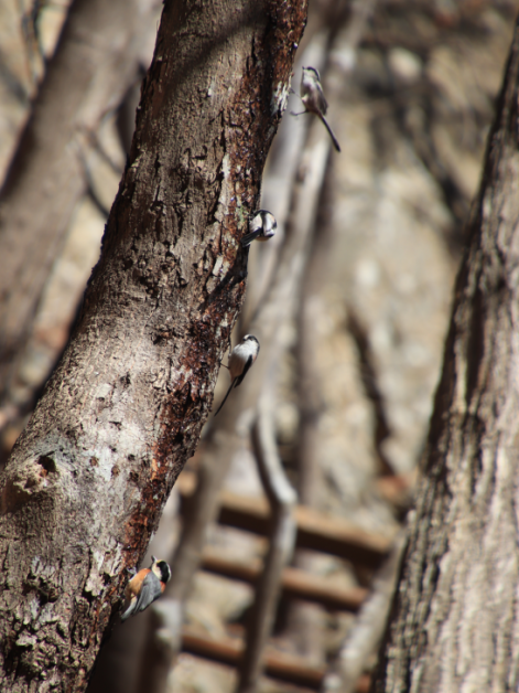 幹に止まる３羽のエナガと１羽のヤマガラ