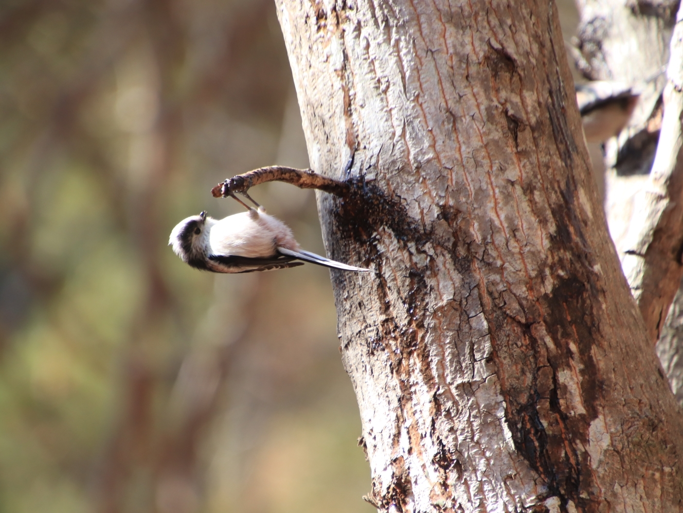 小枝にぶら下がるエナガ